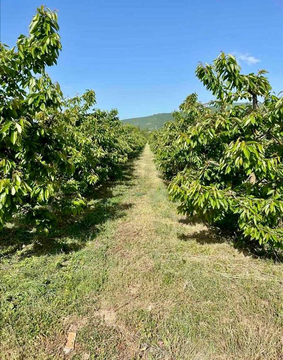Нива со цреши во Косел - 1