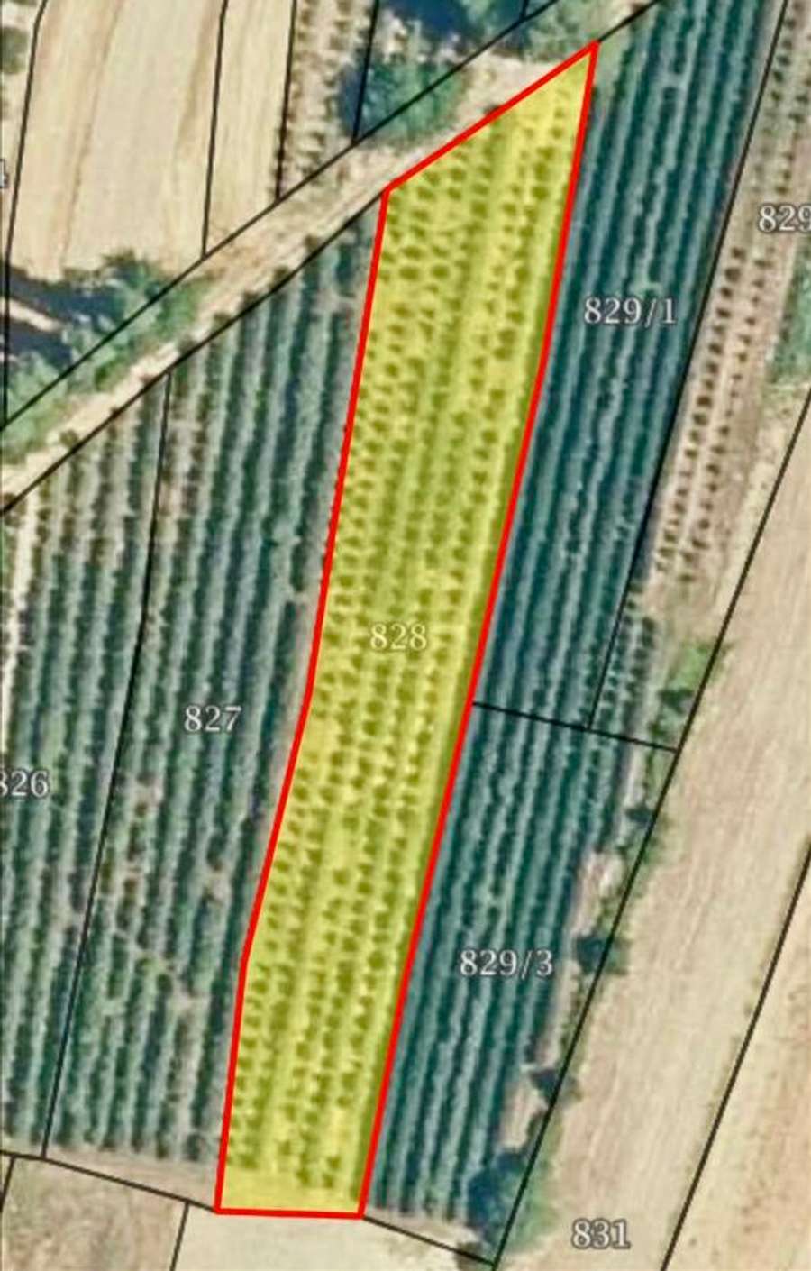 Нива во Лакочереј - 1