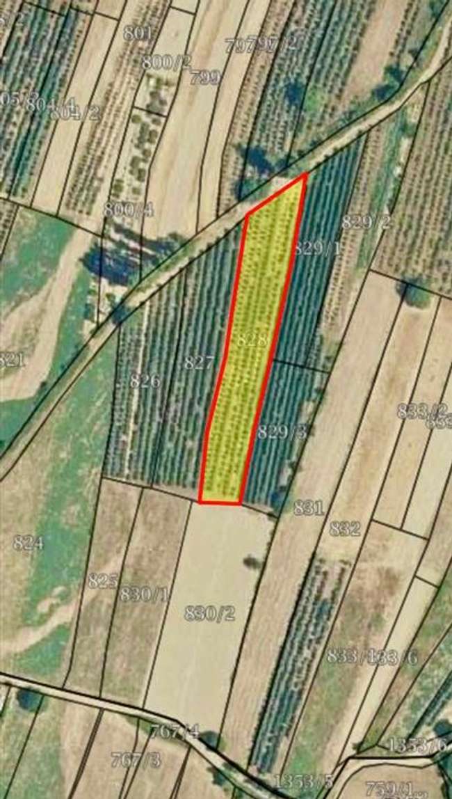 Нива во Лакочереј - 3