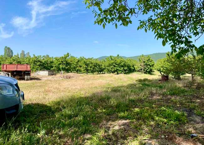 Нива со цреши во Косел - slika 2